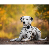 Tractive Pet GPS Tracker 3G