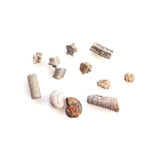 Fossil Selection Box - Assorted