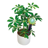LED Light Up Plant Moisture Sensor