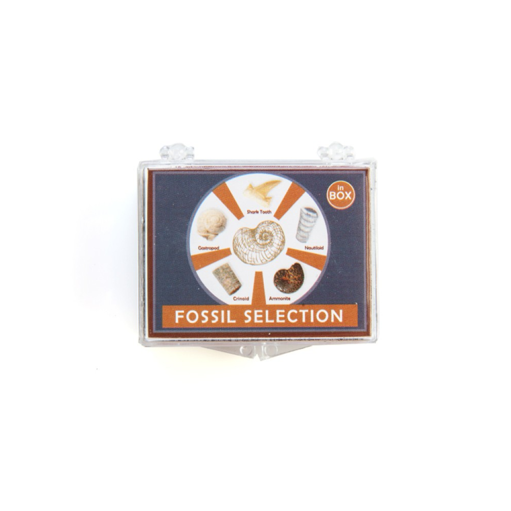 Fossil Selection Box - Assorted