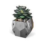 Fred Pop Plants Pencil Holder - Echeveria