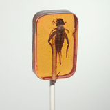 Hotlix Cricket Lick-It Suckers 31g – Real Crickets in Hard Candy