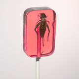 Hotlix Cricket Lick-It Suckers 31g – Real Crickets in Hard Candy