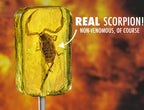 Hotlix Scorpion Suckers 31g Lollipop - With Real Scorpion Inside