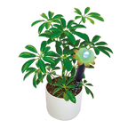 LED Light Up Plant Moisture Sensor