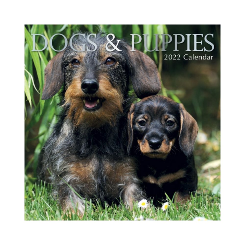 2022 Square Wall Calendar - Animals
