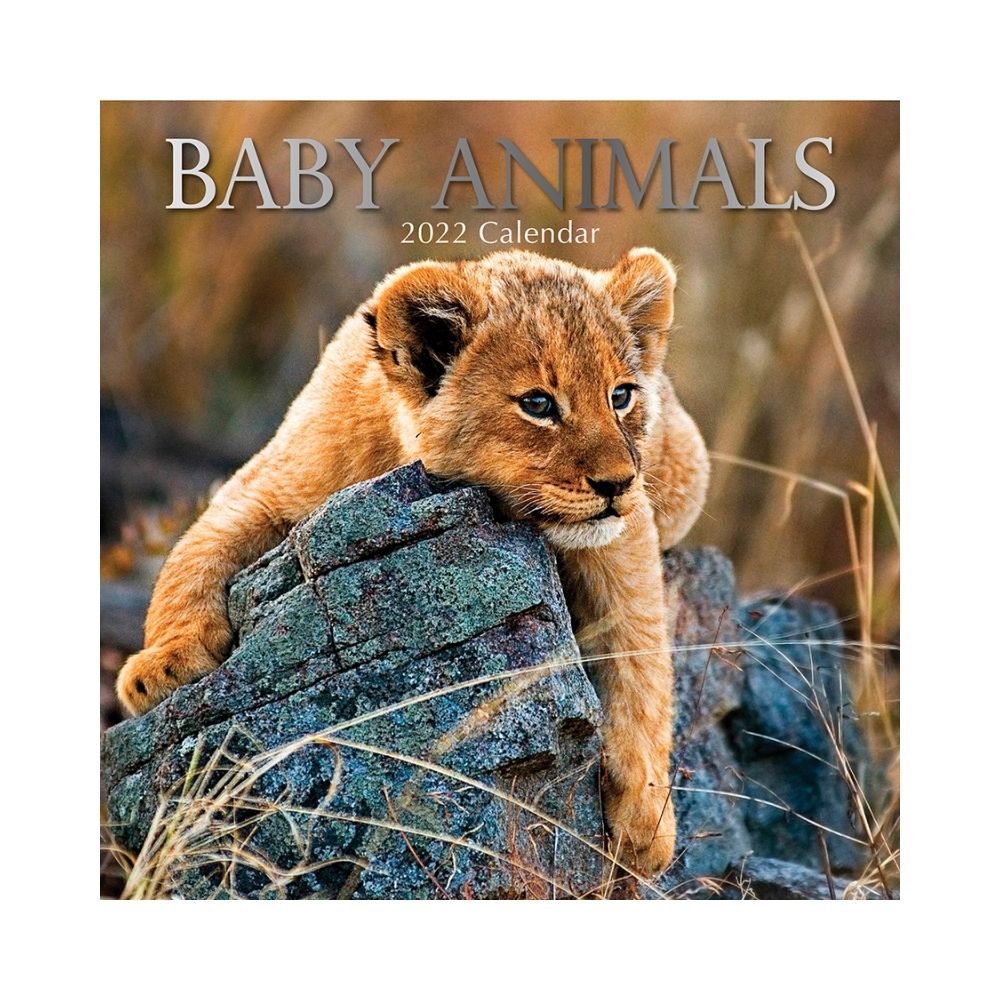 2022 Square Wall Calendar - Animals