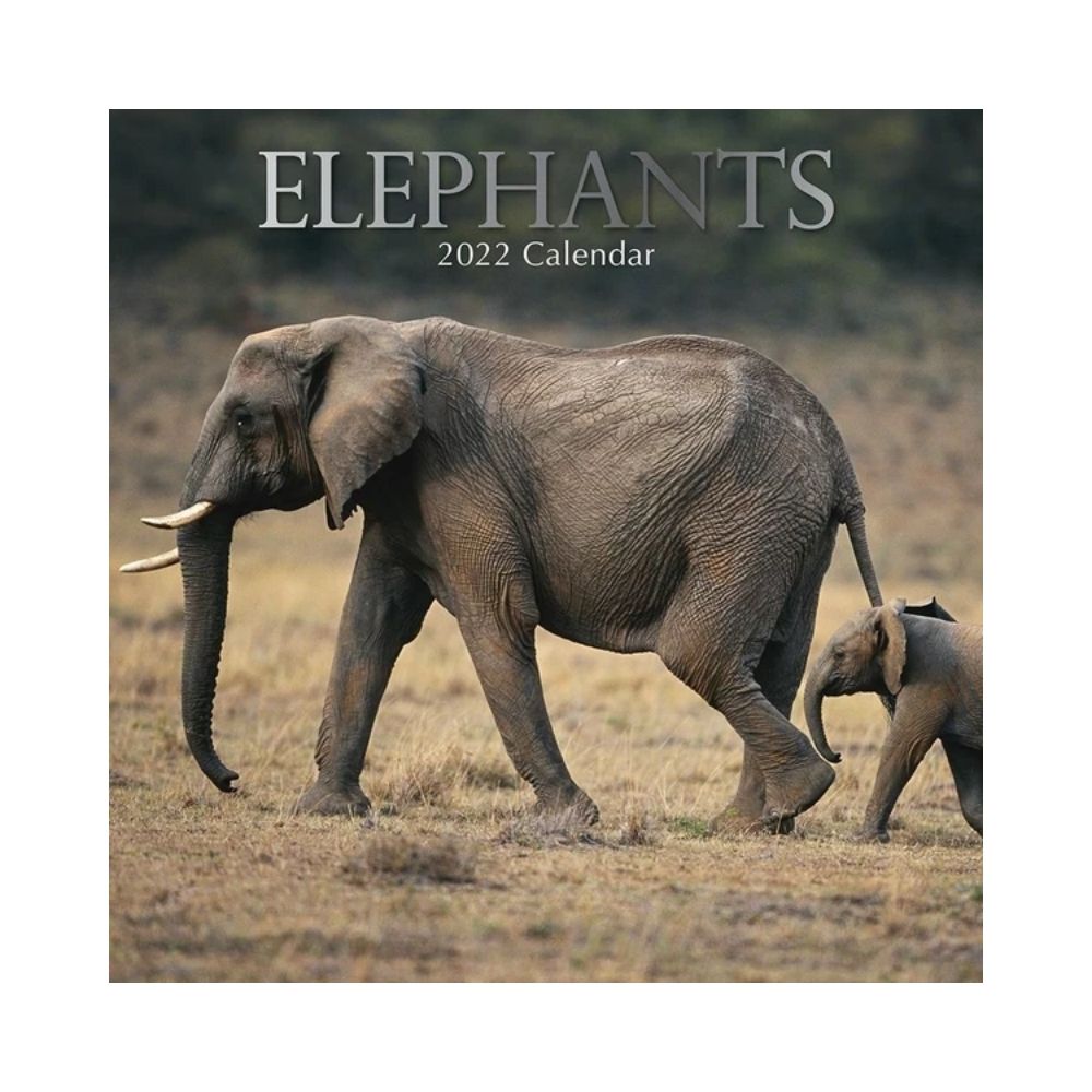 2022 Square Wall Calendar - Animals