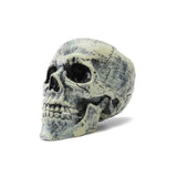 Rotting Skull Halloween Prop